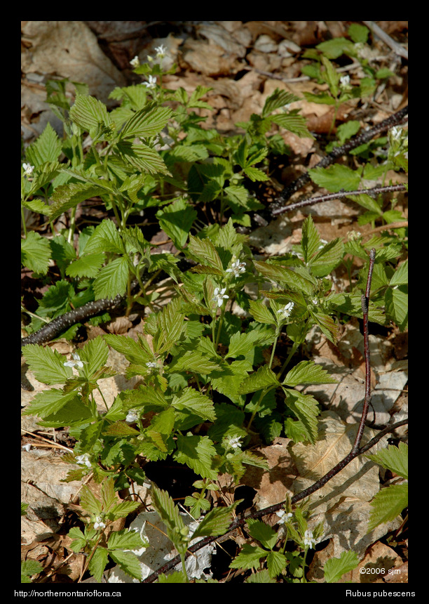 Rubus pubescensflpl