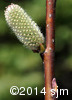 Salix humilis16
