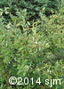 Salix humilis2