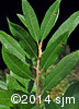 Salix humilis5