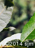 Salix humilis7