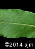 Salix humilis8