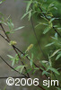 Salix petiolarisflf