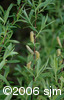 Salix petiolarisflm