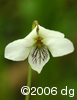 Viola blandaflw