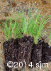 Danthonia spicata12