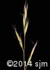 Danthonia spicata8