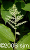 Maianthemum racemosumflw