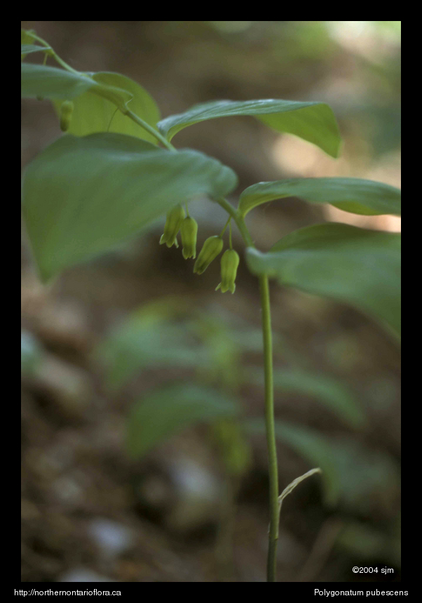 Polygonatum pubescensflpl