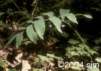 Polygonatum pubescensfrpl