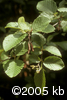 Alnus incana subsp. rugosaflpl