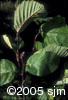 Alnus incana subsp. rugosalvs