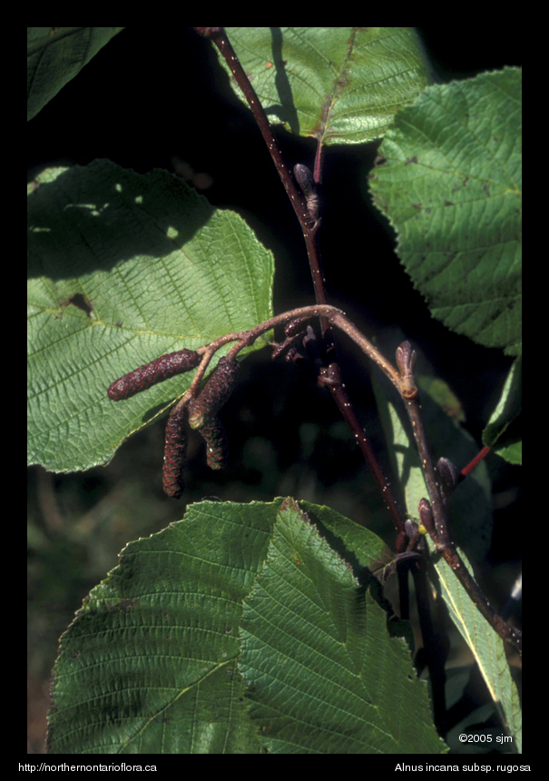 Alnus incana subsp. rugosatwg