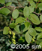 Alnus alnobetula subsp. crispafrt