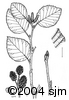 Alnus alnobetula subsp. crispaill