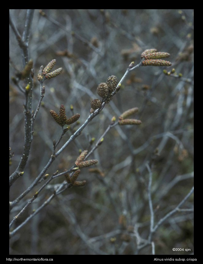 Alnus alnobetula subsp. crispatwg
