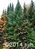 Abies balsamea 2
