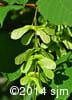 Acer pensylvanicum 10