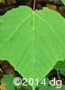 Acer pensylvanicum 4