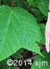 Acer pensylvanicum 5