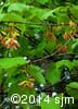 Acer rubrum 12