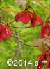 Acer rubrum 13