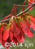 Acer rubrum 14