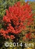 Acer rubrum 1