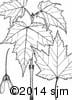 Acer rubrum 20