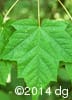 Acer rubrum 2
