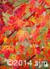 Acer rubrum 4