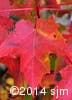 Acer rubrum 6