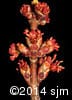 Acer rubrum 8