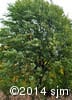 Acer saccharinum 1