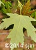 Acer saccharinum 6