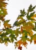 Acer saccharinum 7