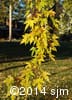 Acer saccharinum 9