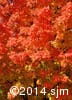 Acer saccharum 10