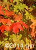 Acer saccharum 11