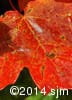 Acer saccharum 12
