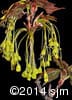 Acer saccharum 14