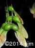 Acer saccharum 16