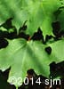 Acer saccharum 3