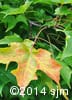 Acer saccharum 4