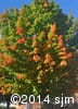 Acer saccharum 5