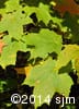 Acer saccharum 6