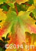 Acer saccharum 7