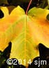 Acer saccharum 8