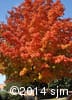 Acer saccharum 9