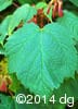 Acer spicatum 10